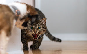 15 Weird Cat Habits That Actually Have a Totally Logical Explanation