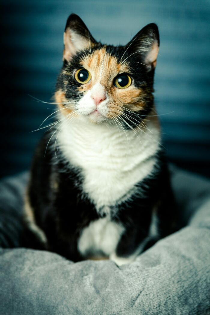 That "Tortitude" Thing? Nah, It’s Just a Myth