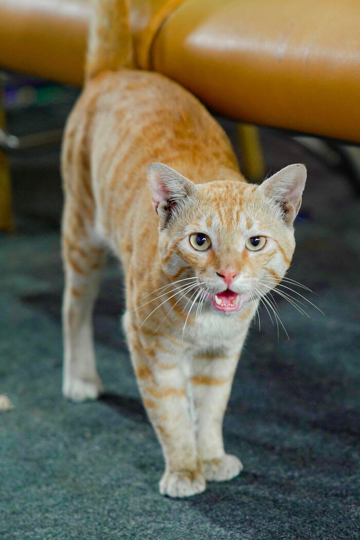 "Talking" Back? Your Cat's Just Chatty Because You Are!
