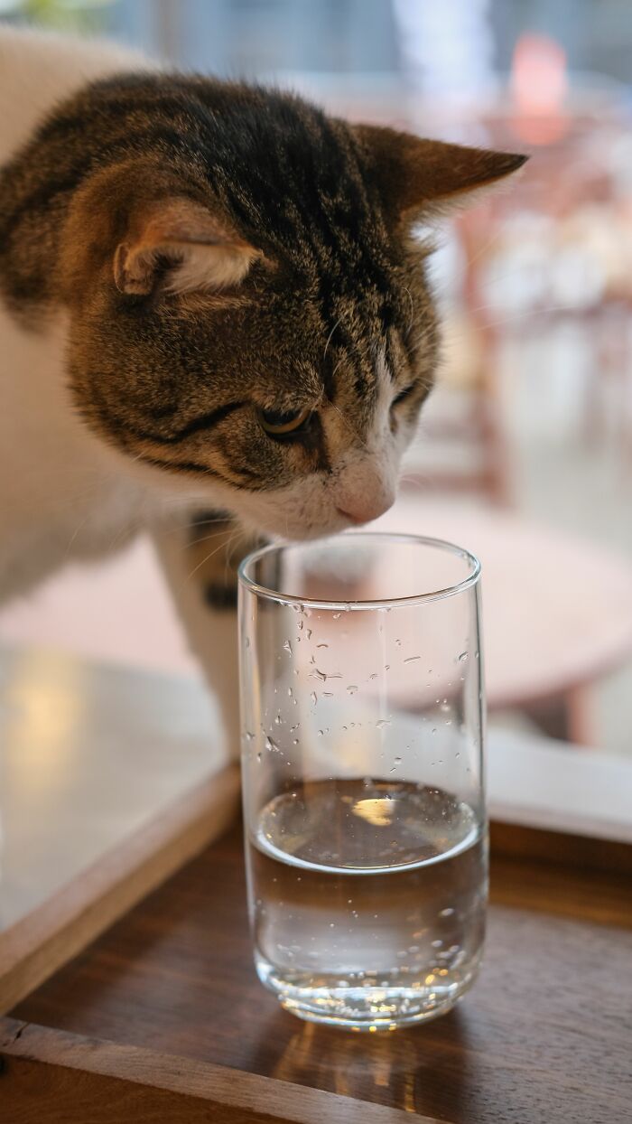 Knocking Stuff Off Shelves? Cats Just Testing Gravity for Fun