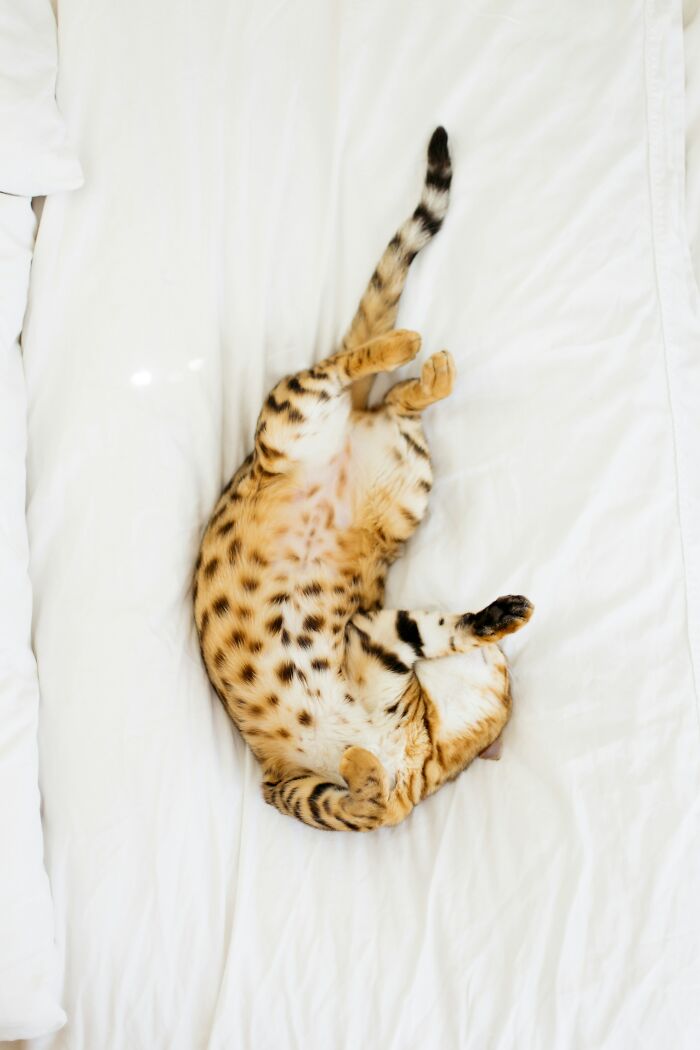 That Exposed Belly? A Trap, Not an Invite