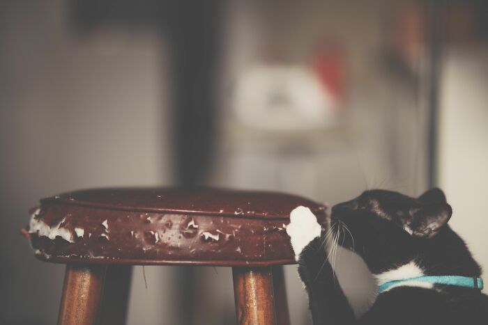 Scratching Your Couch? Your Cat's Secret Home Decor Plan