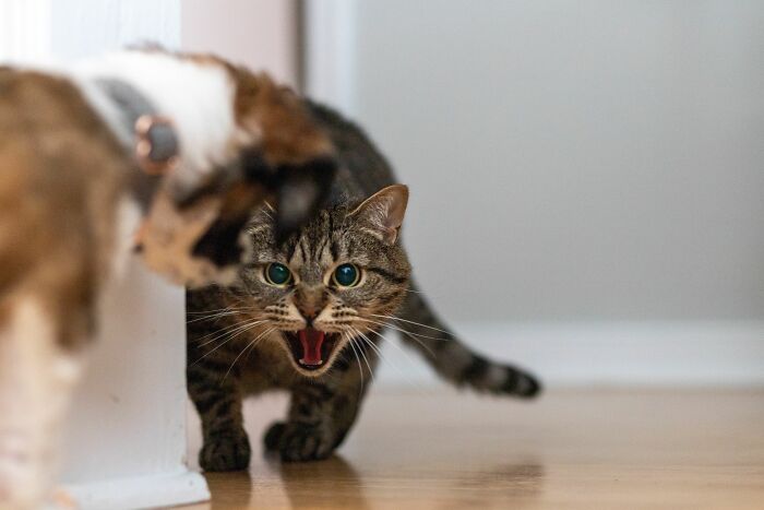 Hissing: The Cat’s Way of Saying 'Whoa, Too Close!'