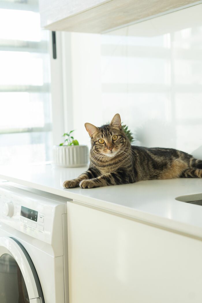 Why Cats Love Countertops More Than Your Complaints