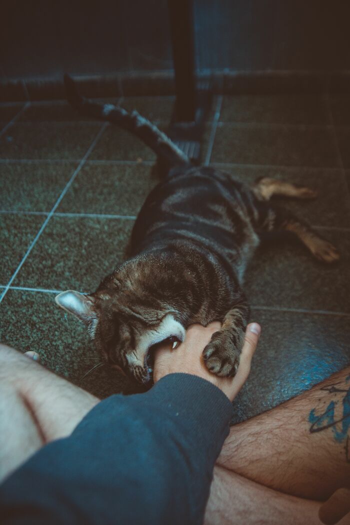 Petting Turned Grumpy? Your Cat’s Telling You 'Enough Already!'