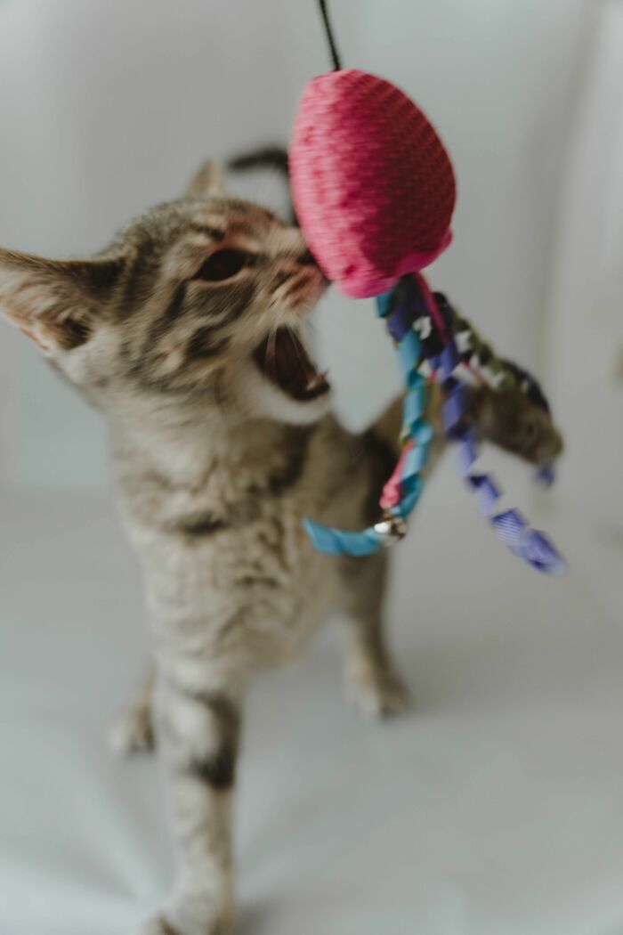 Play Attacks? Your Cat’s Wild Inner Hunter Needs a Game Plan