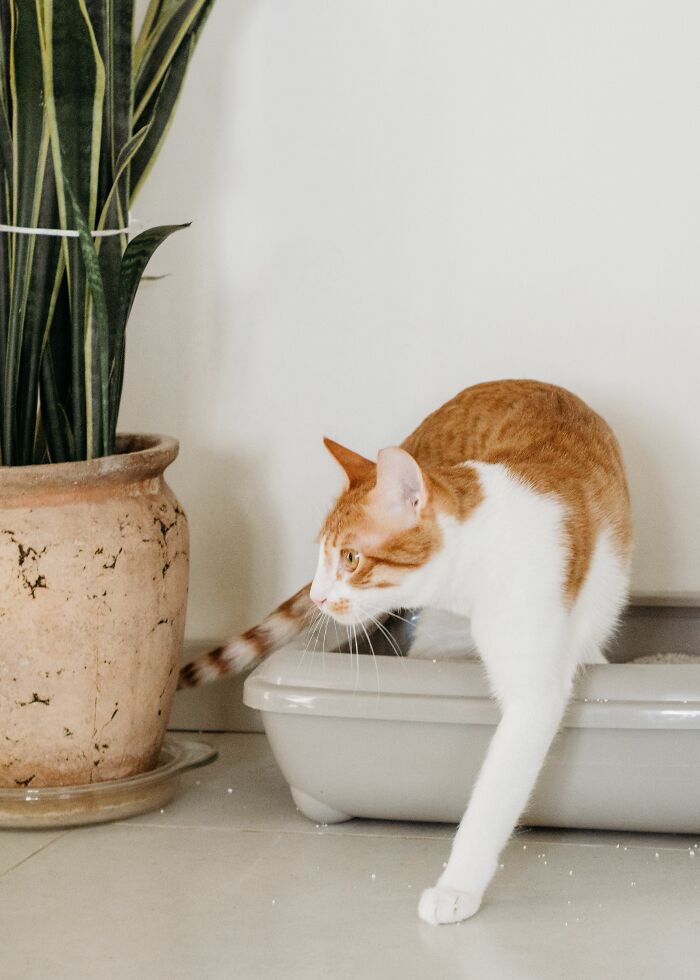 Bathroom Mishaps? Your Cat’s Way of Saying 'Something’s Off!'
