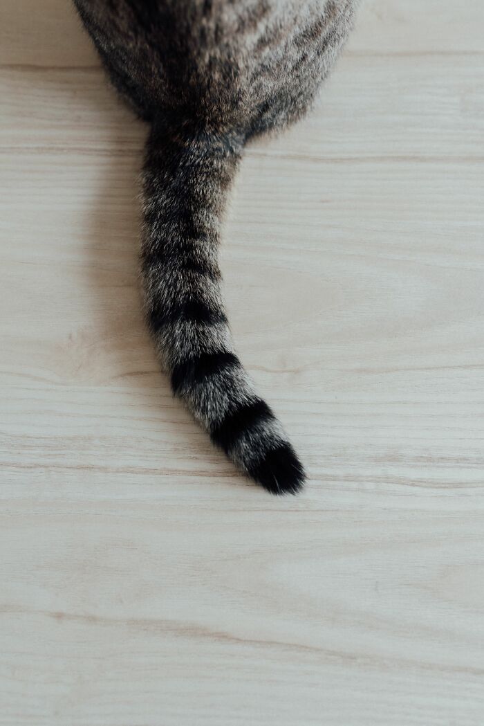 Wagging Tail Doesn’t Mean Happy Cat, Promise!