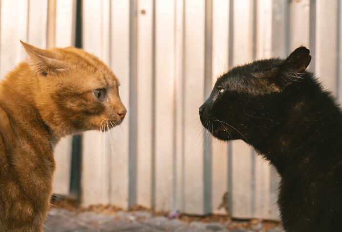 When Cats Fight, It’s Usually About Shared Space Drama