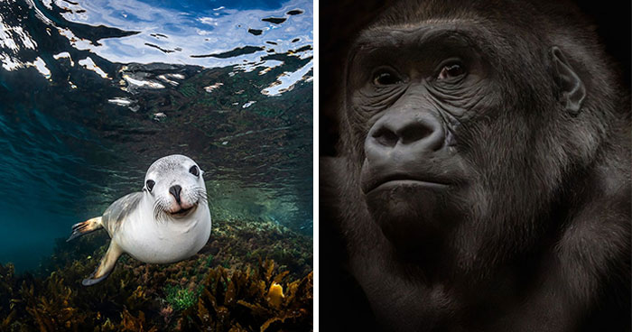 22 Jaw-Dropping Animal Pics That Totally Nailed It