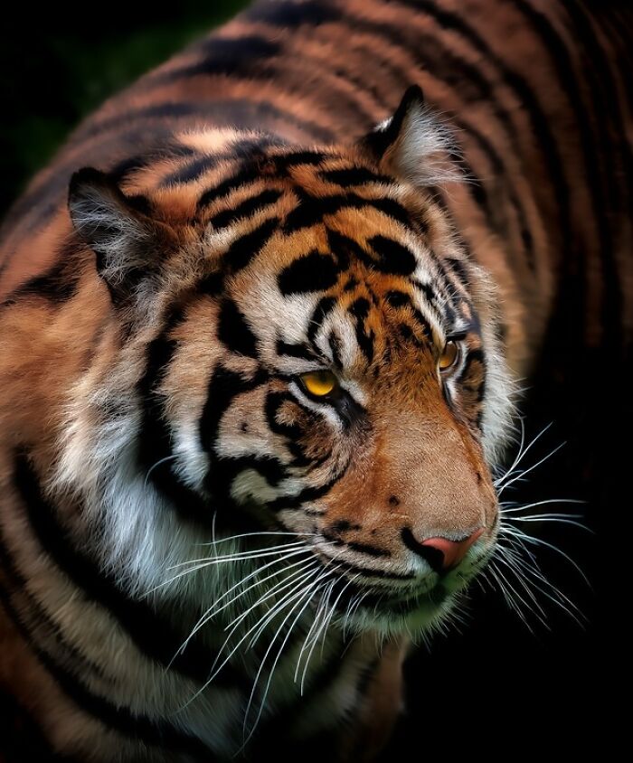 Honorable Mention: The Golden Gaze