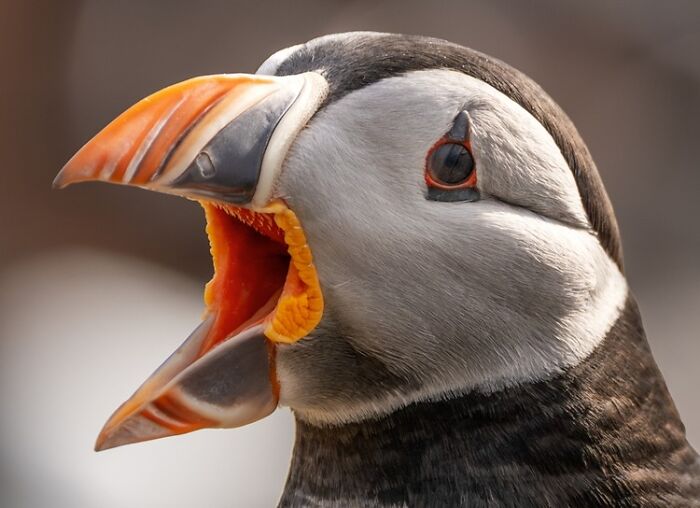 Nominee: Call Of A Puffin