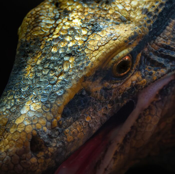 Honorable Mention: Ancient Gaze