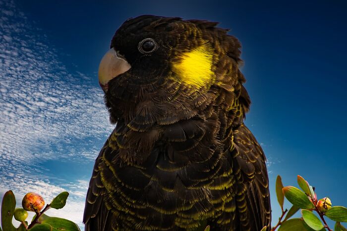 Nominee: Baby Yellow Tail Black Cockatoo