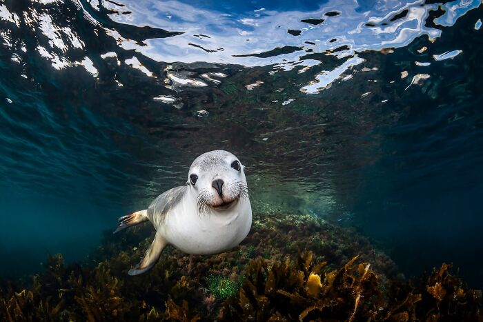 Bronze: Sea Lion Smile