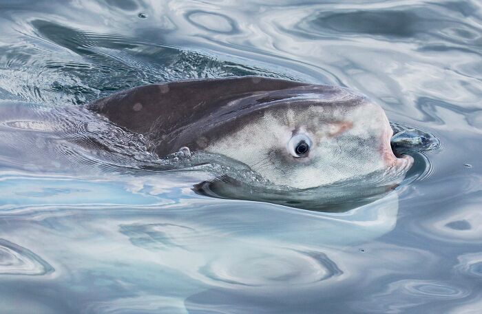 Honorable Mention: Sunfish Snack
