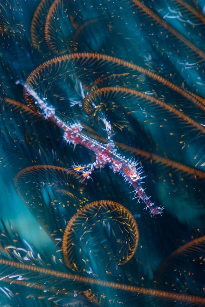 Nominee: Ornate Blur