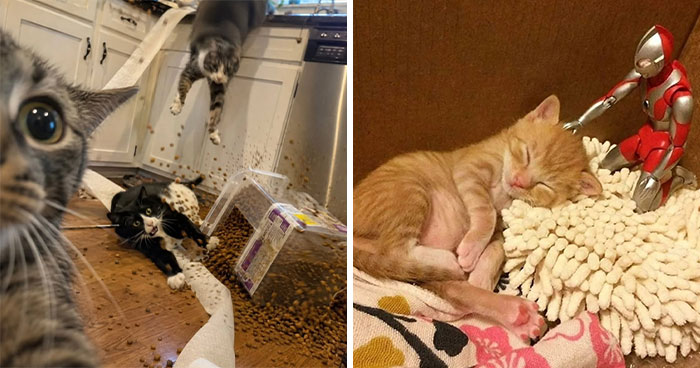 Wait, Cats Just Broke All The Rules Again!