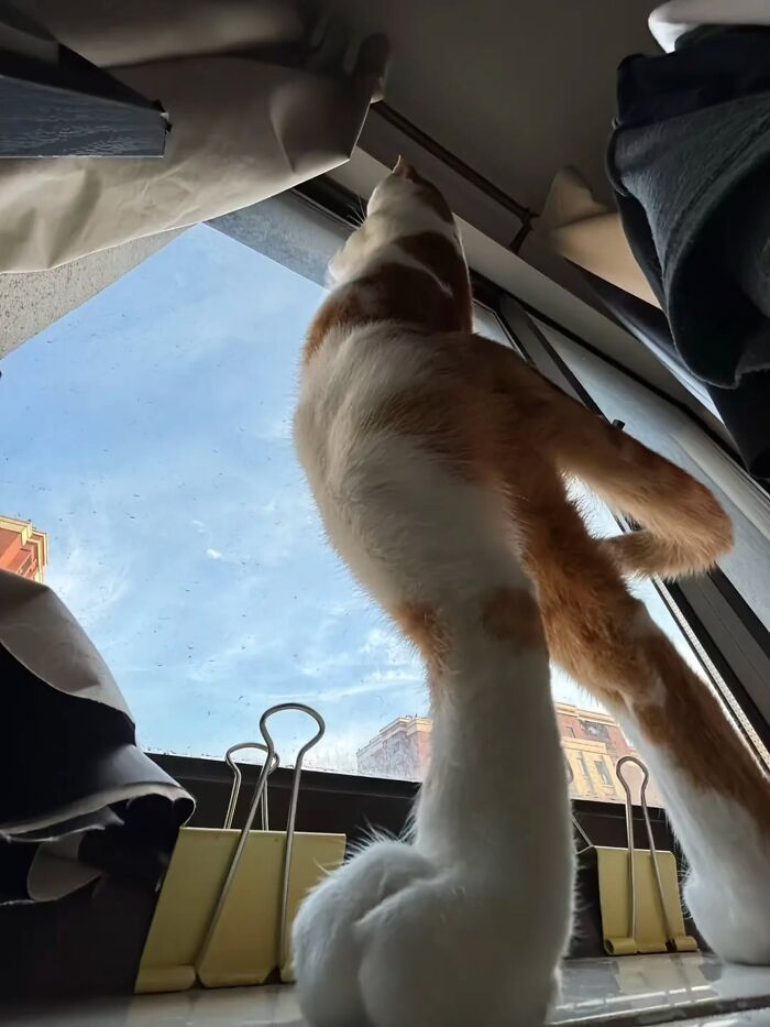 Wait, Cats Just Broke All The Rules Again!