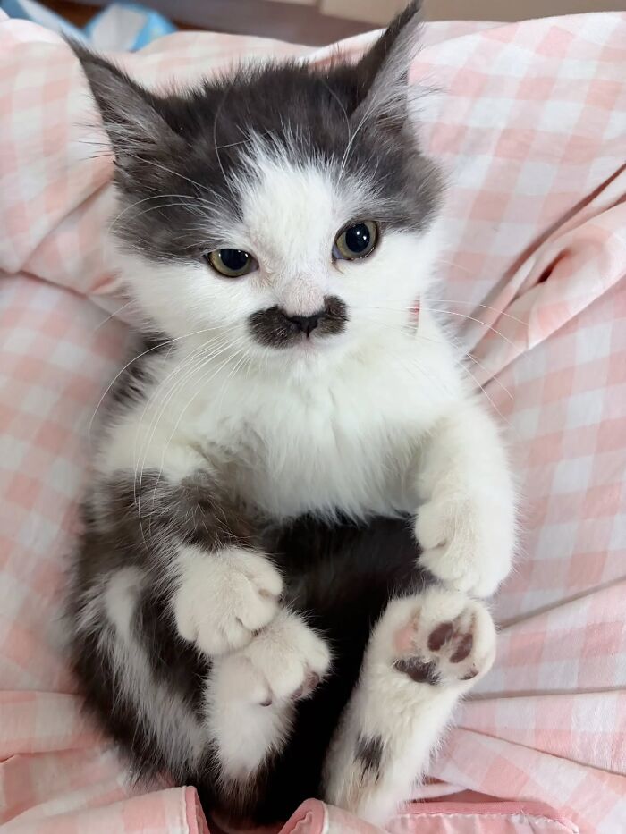 Wait, Cats Just Broke All The Rules Again!