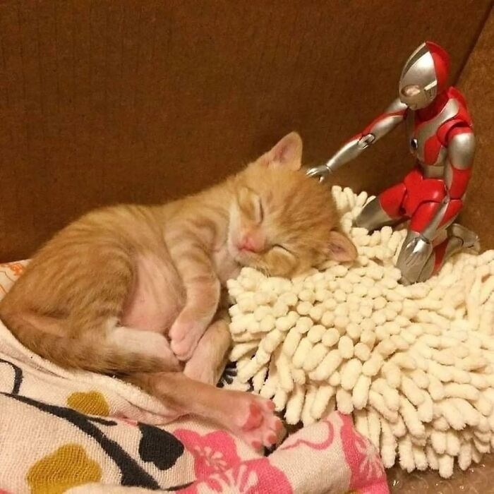 Wait, Cats Just Broke All The Rules Again!