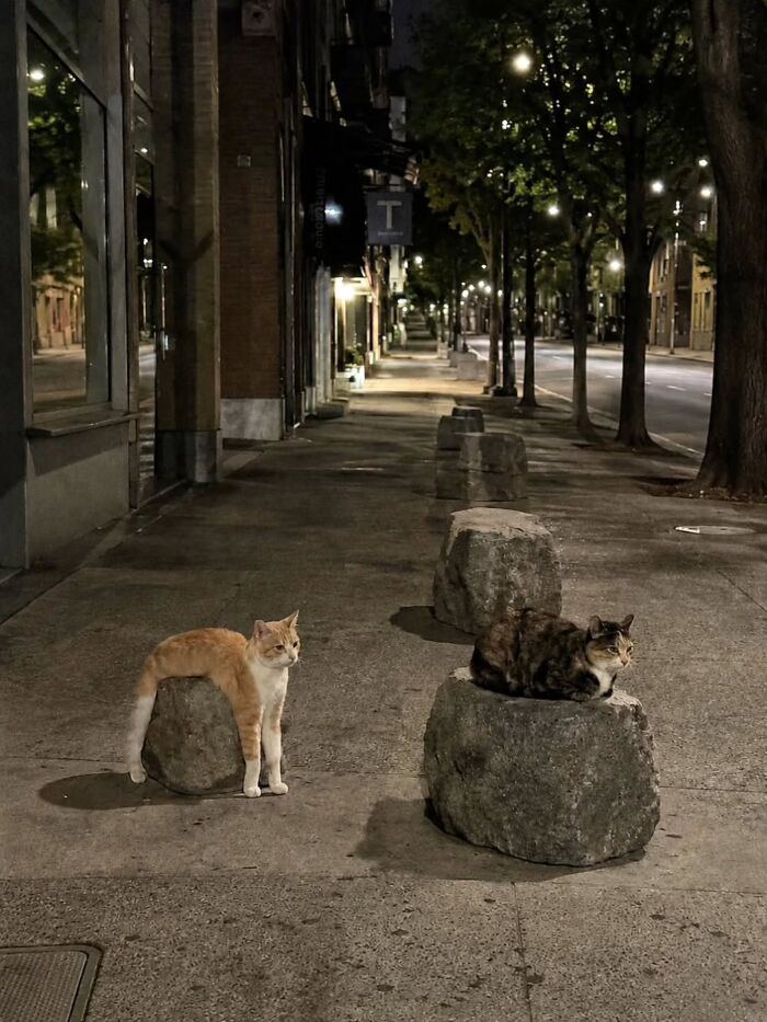 Wait, Cats Just Broke All The Rules Again!