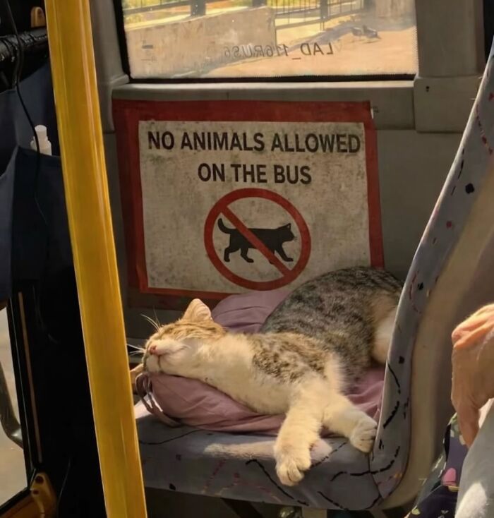 Wait, Cats Just Broke All The Rules Again!
