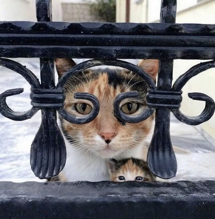 Wait, Cats Just Broke All The Rules Again!