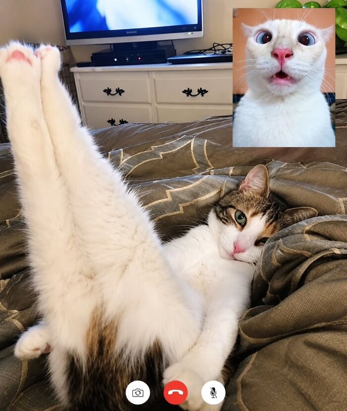 Wait, Cats Just Broke All The Rules Again!