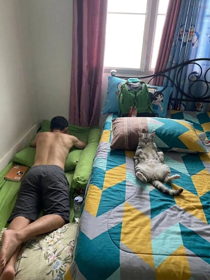 Wait, Cats Just Broke All The Rules Again!