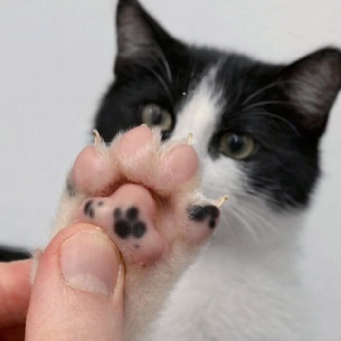 Wait, Cats Just Broke All The Rules Again!