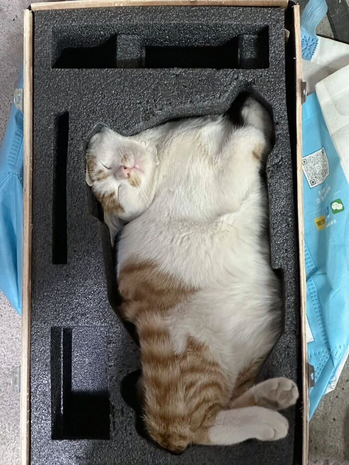 Wait, Cats Just Broke All The Rules Again!