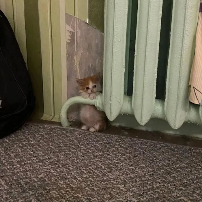 Wait, Cats Just Broke All The Rules Again!