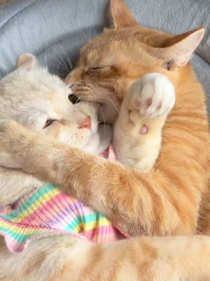 Wait, Cats Just Broke All The Rules Again!