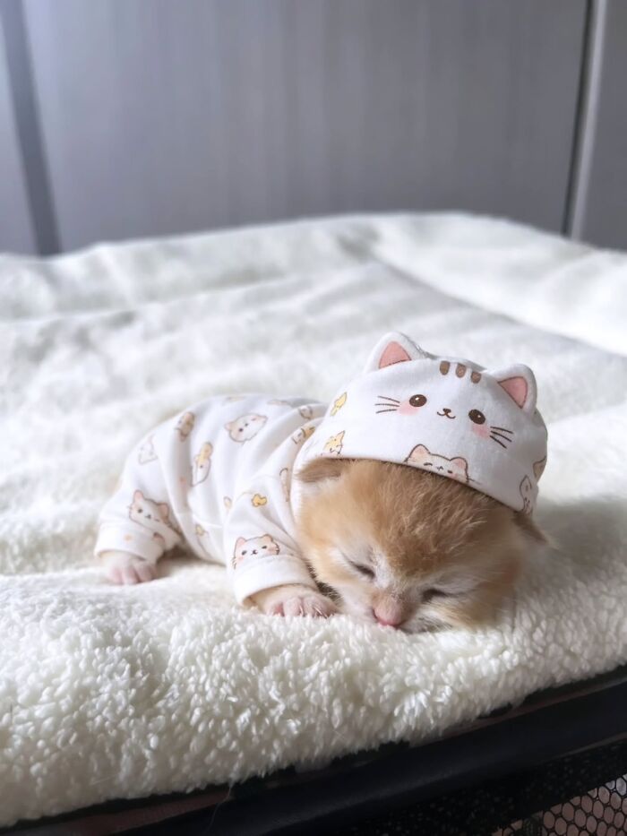 Wait, Cats Just Broke All The Rules Again!