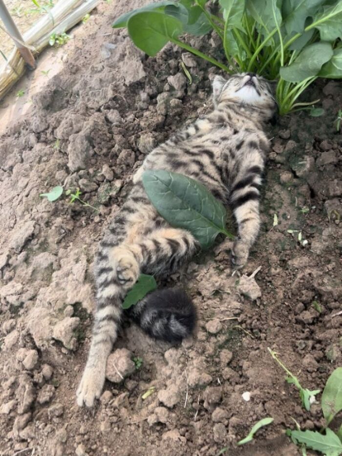 Wait, Cats Just Broke All The Rules Again!