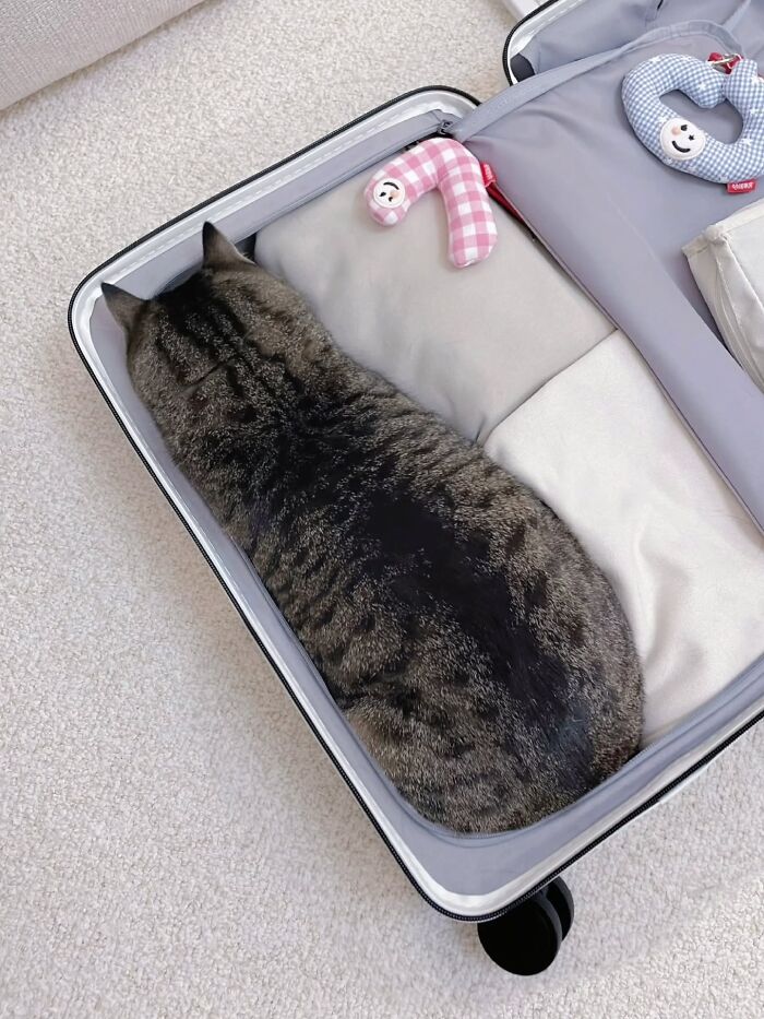 Wait, Cats Just Broke All The Rules Again!
