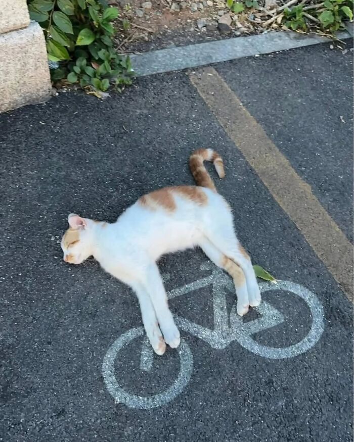 Wait, Cats Just Broke All The Rules Again!