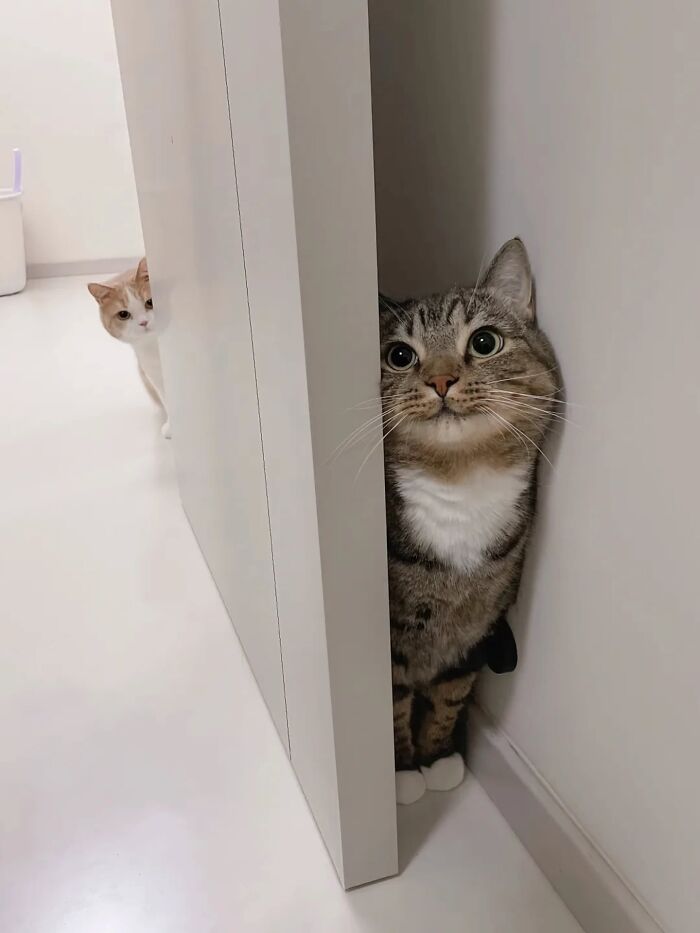 Wait, Cats Just Broke All The Rules Again!