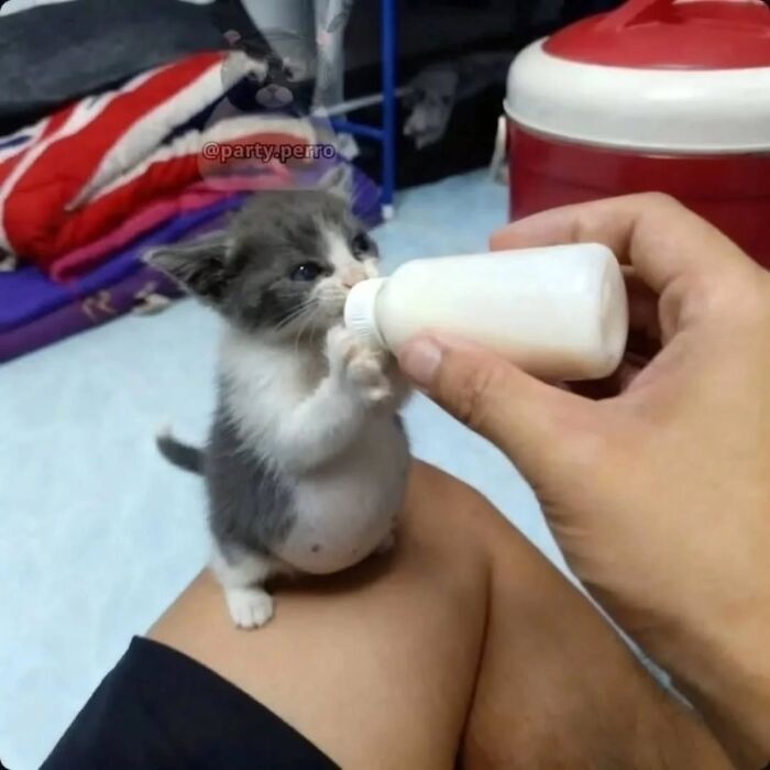 Wait, Cats Just Broke All The Rules Again!