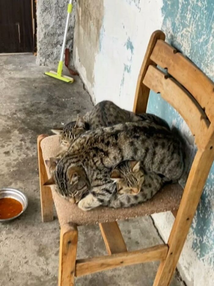 Wait, Cats Just Broke All The Rules Again!