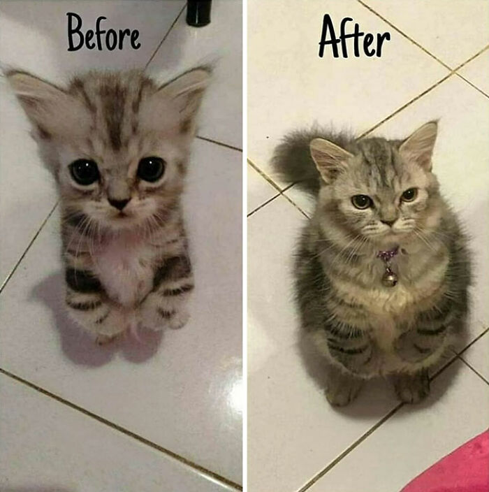 Wait, Cats Just Broke All The Rules Again!