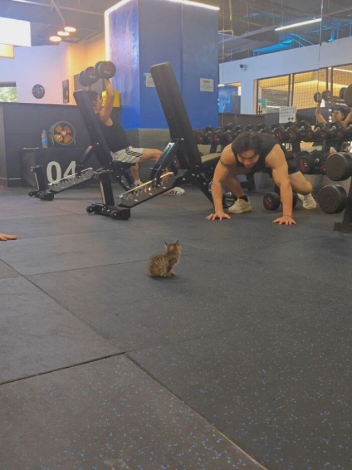 Wait, Cats Just Broke All The Rules Again!