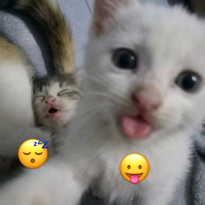 Wait, Cats Just Broke All The Rules Again!