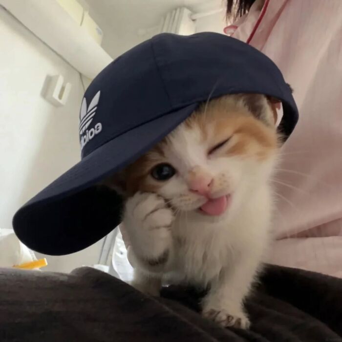 Wait, Cats Just Broke All The Rules Again!