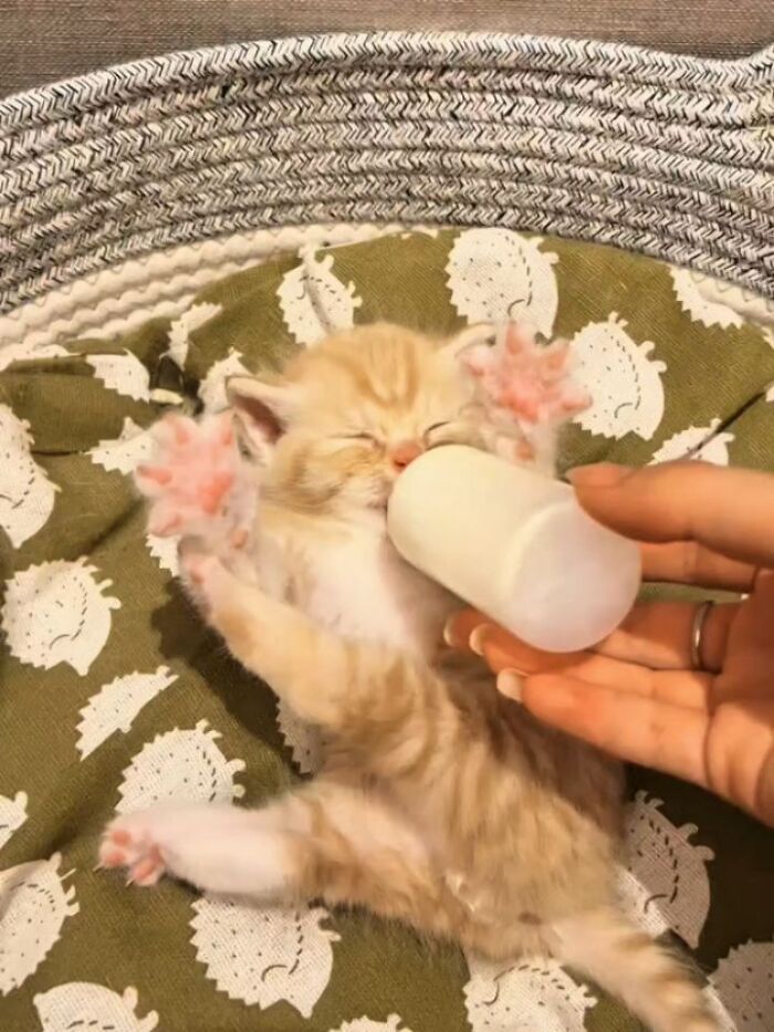 Wait, Cats Just Broke All The Rules Again!