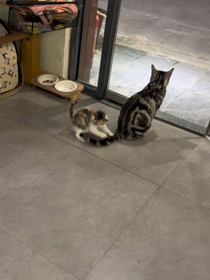 Wait, Cats Just Broke All The Rules Again!