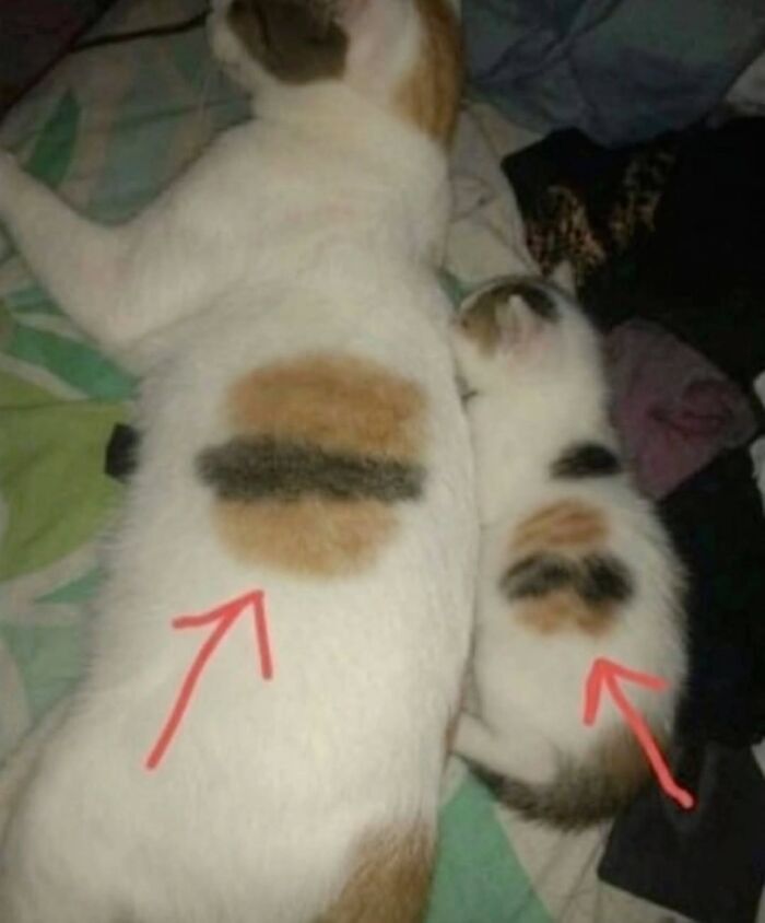 Wait, Cats Just Broke All The Rules Again!