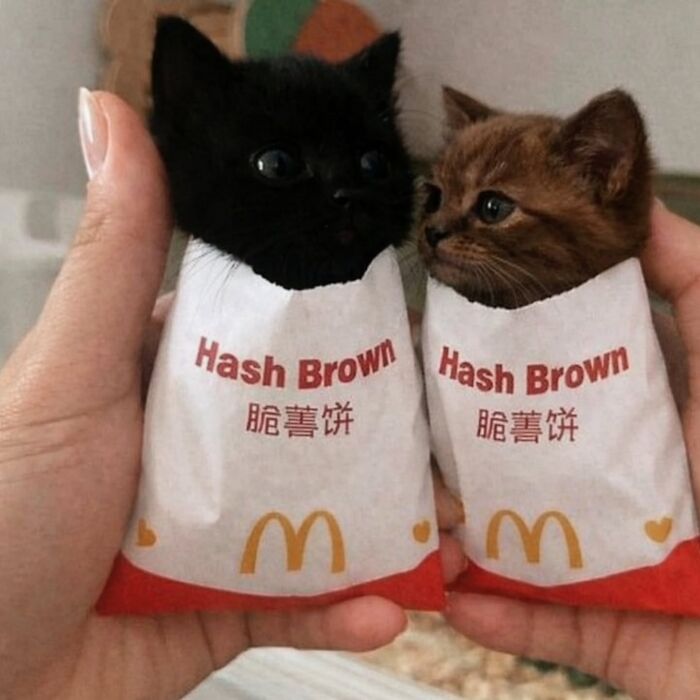 Wait, Cats Just Broke All The Rules Again!