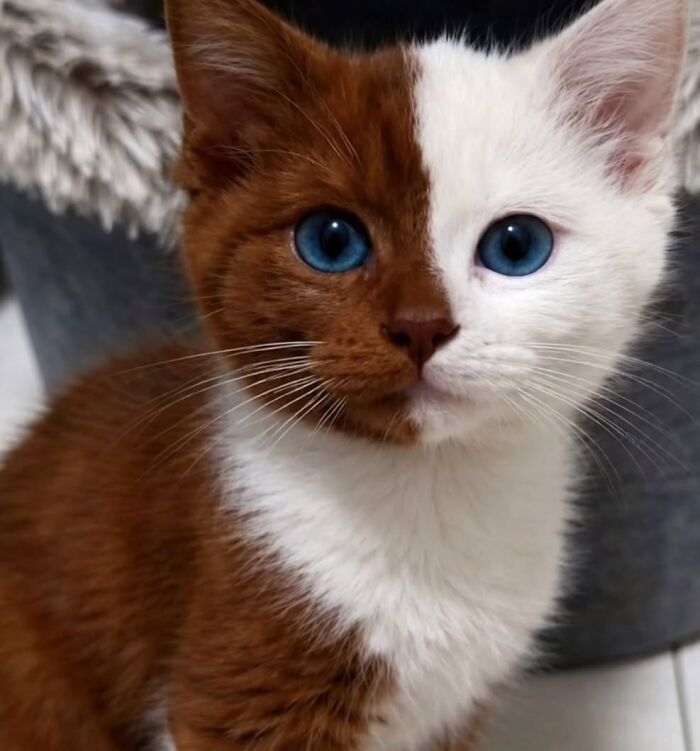 Wait, Cats Just Broke All The Rules Again!